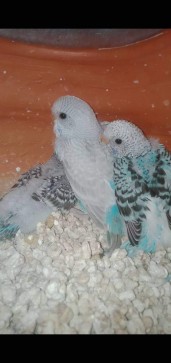 LoveIsForever, 99, Bangladesh