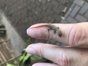 Lady1977 -read Bio, 48, South Africa