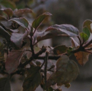 Weirdgene, 19, India