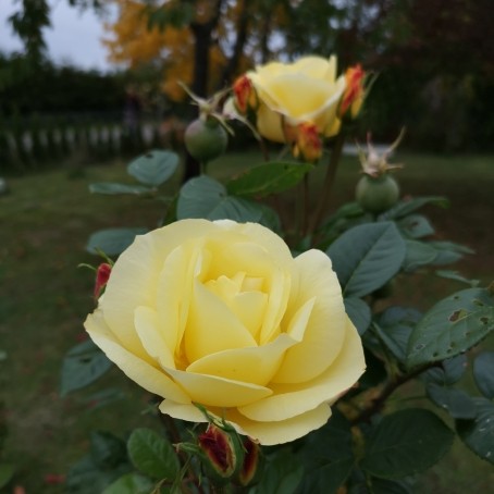 Chatting Spree, 99, Sweden