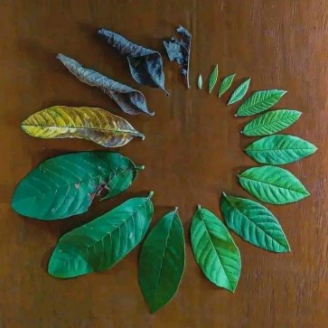 Indo_Woman, 99, Indonesia