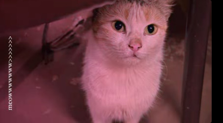 Fan Of Bugsbunny, 99, India