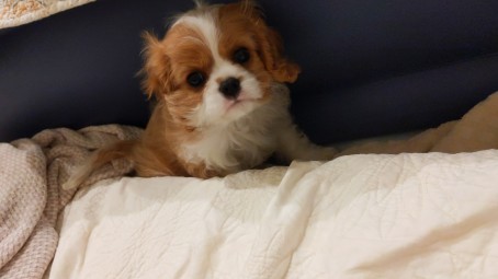 Belle, 18, United States