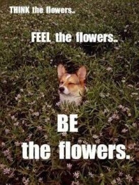 KareruYore, 18, Sweden