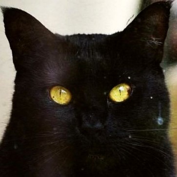 Anonemo, 44, Australia