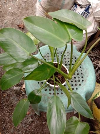 Marivic, 38, Philippines