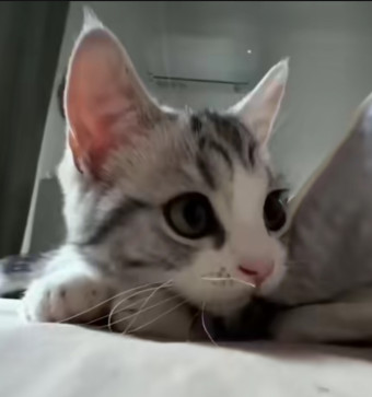 Hikaru, 26, Singapore