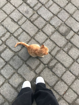 BIRDS OF A FEATHER, 97, India