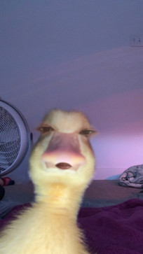 Jassy, 23, Philippines