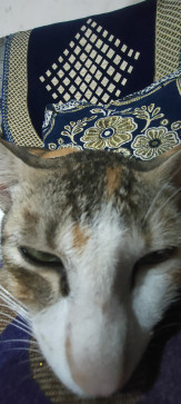 Farhan Khan, 99, India