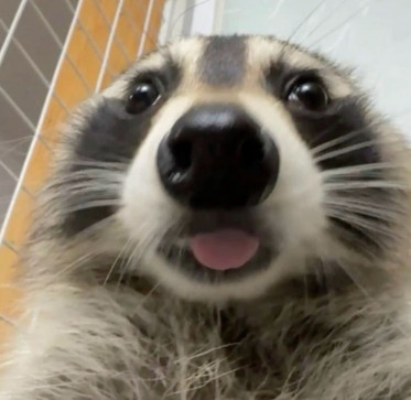 Ermwhatthesigma, 18, United States