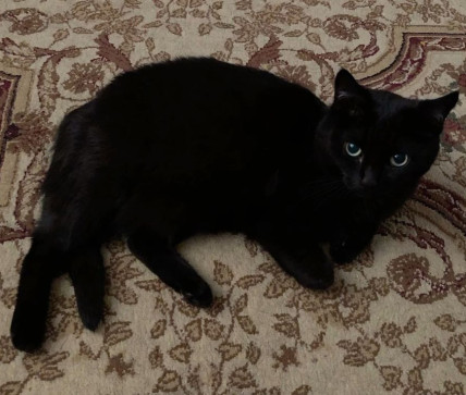 Bevie, 27, United States