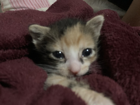 C3RULEAN, 18, Philippines