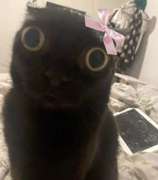 Strawberry Lover, 19, United States