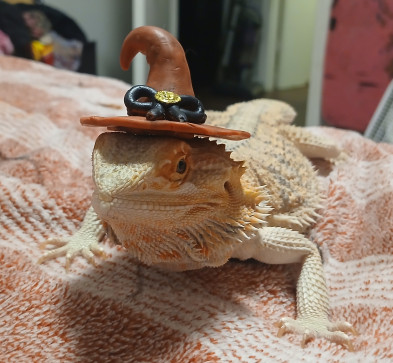 Sara Tidwell Sara, 20, United States