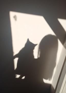 Moonlight, 22, Israel