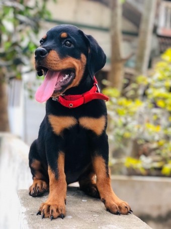 Akhil , 27, United Arab Emirates