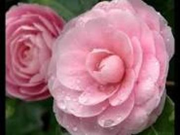 Want Marry, 44, Belgium