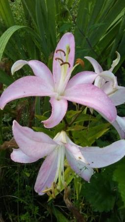 Sultan, 40, United Arab Emirates