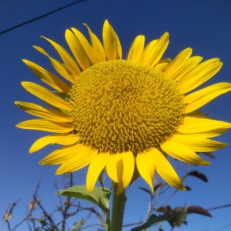 Clariss, 25, Philippines