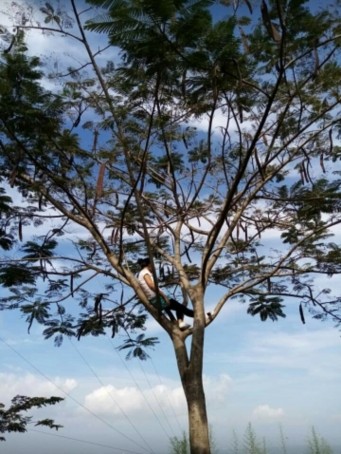 Nabi, 99, Philippines
