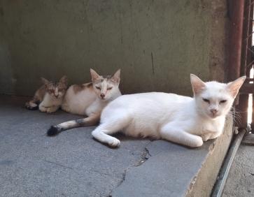 LoveLee, 35, Philippines