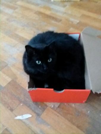 Metalgamerguy, 41, United States