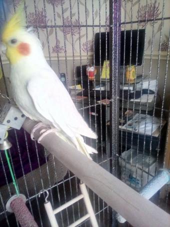 Valma 52, 30, United Kingdom